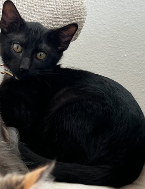 ONYX 4 - Domestic Short Hair available for adoption