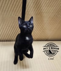 Coal - Photo 2