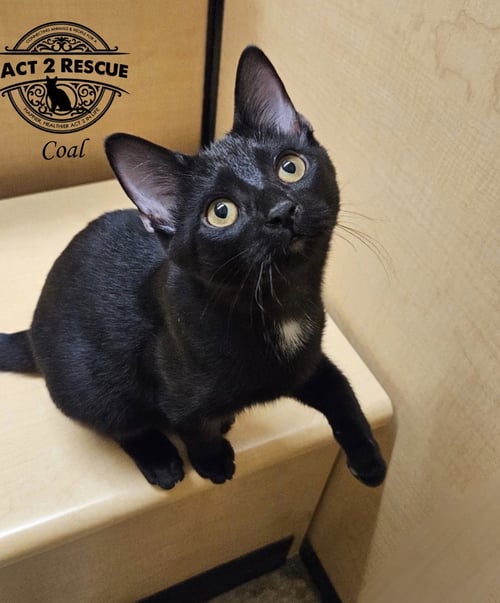 COAL - Domestic Short Hair available for adoption