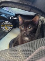 Coal - Photo 3