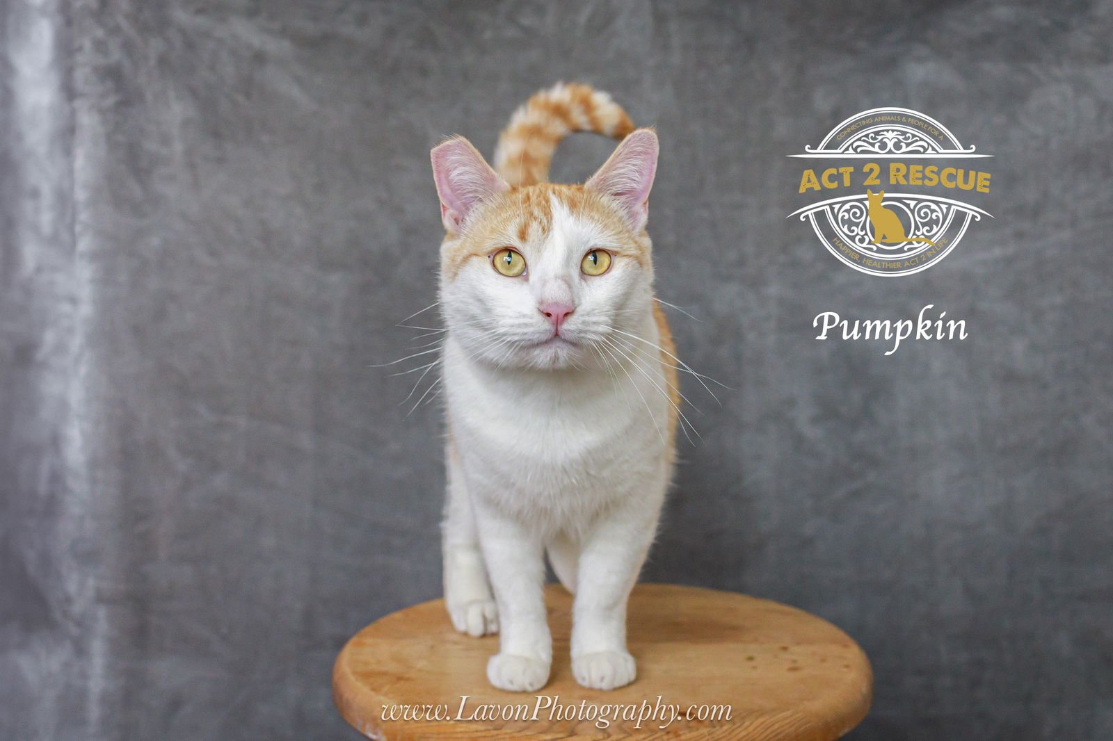 PUMPKIN 3 - Domestic Short Hair available for adoption