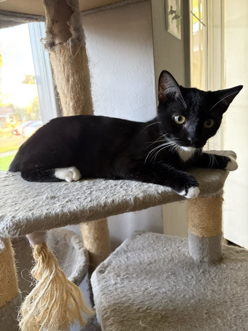 ECLAIR 2 - Domestic Short Hair available for adoption