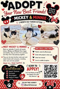 Minnie 3 (Bonded with Mickey 3) - Photo 4