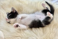 Minnie 3 (Bonded with Mickey 3) - Photo 2