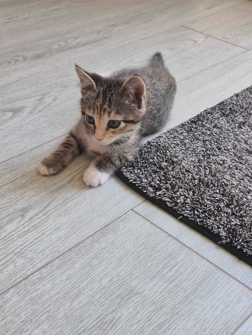 DEVYN - Domestic Short Hair available for adoption