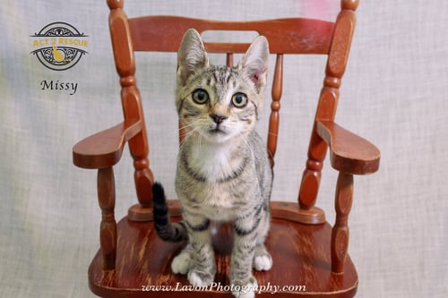 MISSY 2 - Domestic Short Hair available for adoption