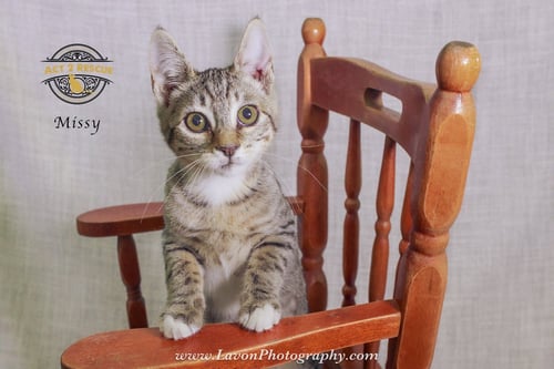 MISSY 2 - Domestic Short Hair available for adoption
