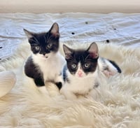 Mickey 3 (Bonded with Minnie 3) - Photo 1