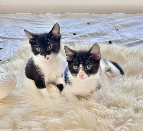 MICKEY 3 (BONDED WITH MINNIE 3) - Domestic Short Hair available for adoption