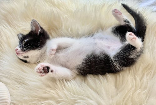 MICKEY 3 (BONDED WITH MINNIE 3) - Domestic Short Hair available for adoption
