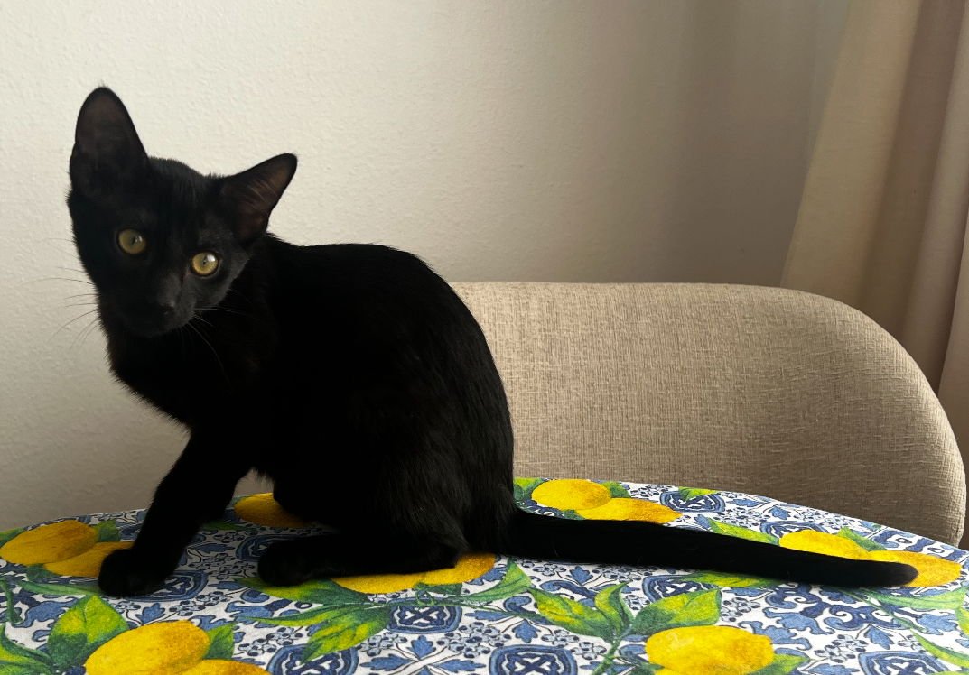 SALEM 3 - Domestic Short Hair available for adoption