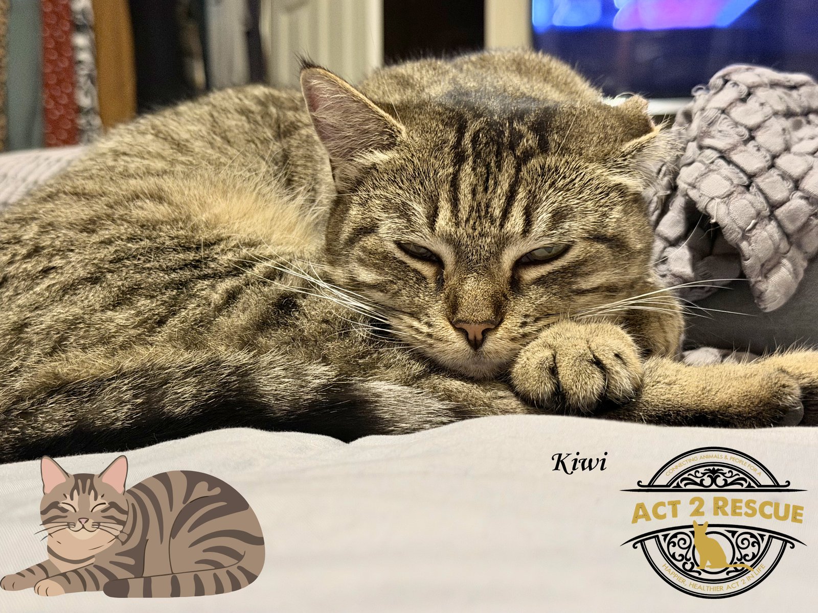 KIWI - Domestic Short Hair available for adoption