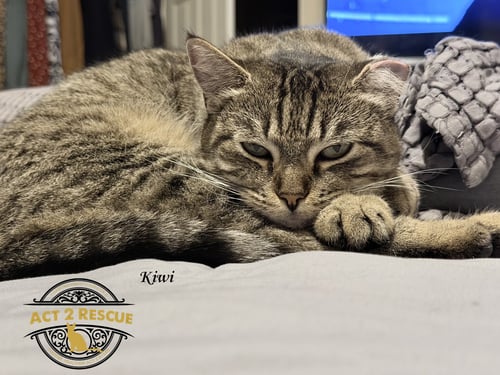 KIWI - Domestic Short Hair available for adoption