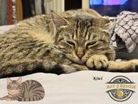 Kiwi - Photo 2