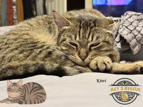 KIWI - Domestic Short Hair available for adoption