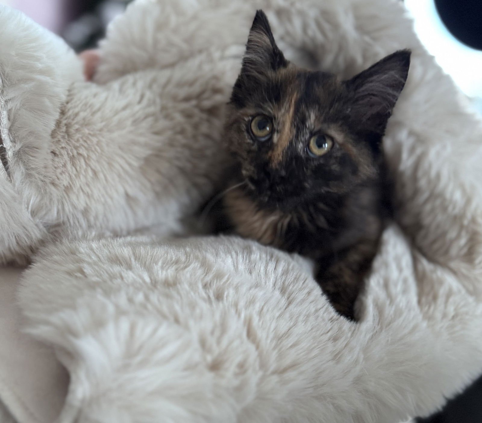 CHRISSI - Domestic Medium Hair available for adoption