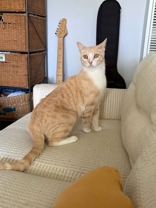 STRUDEL - Domestic Short Hair available for adoption