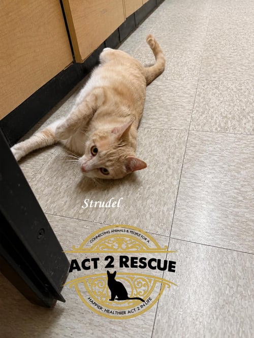 STRUDEL - Domestic Short Hair available for adoption