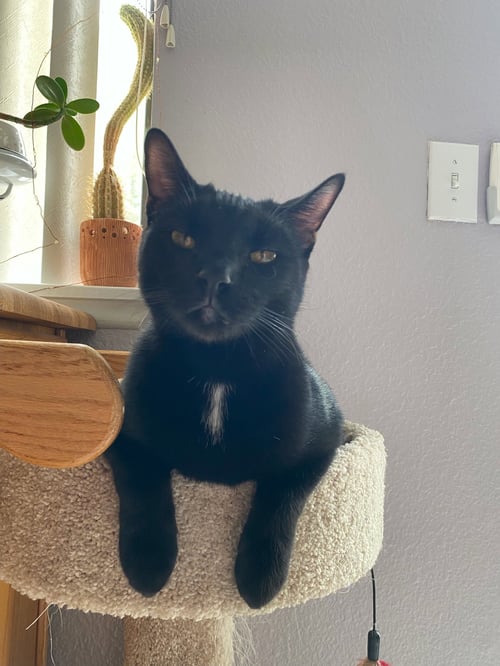 MONTY - Domestic Short Hair available for adoption