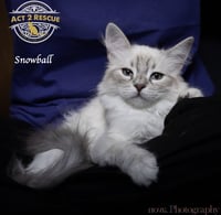 Snowball 2 - Photo 5