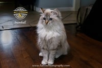Snowball 2 - Photo 1