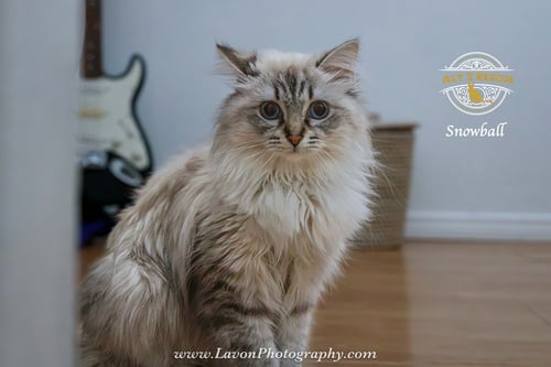 SNOWBALL 2 - Himalayan available for adoption