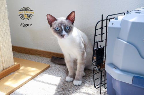 ZIGGY 2 - Siamese / Snowshoe available for adoption