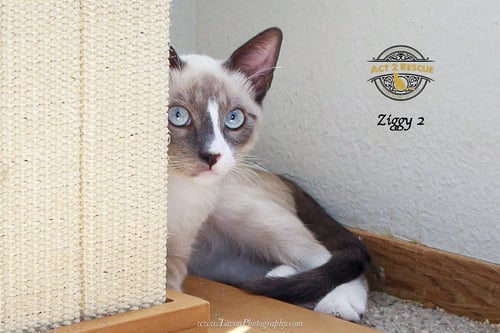 ZIGGY 2 - Siamese / Snowshoe available for adoption
