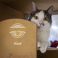 Hank 2 - Photo 2