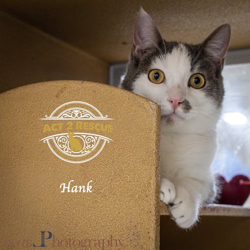 HANK 2 - Domestic Short Hair available for adoption