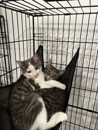 Hank 2 - Photo 5