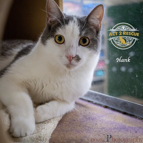 HANK 2 - Domestic Short Hair available for adoption