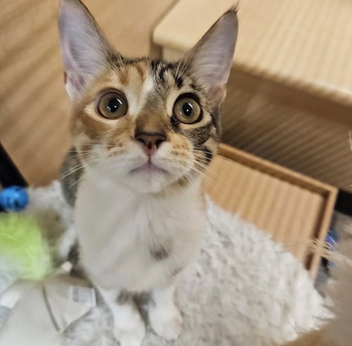 ORGANA - Domestic Short Hair available for adoption