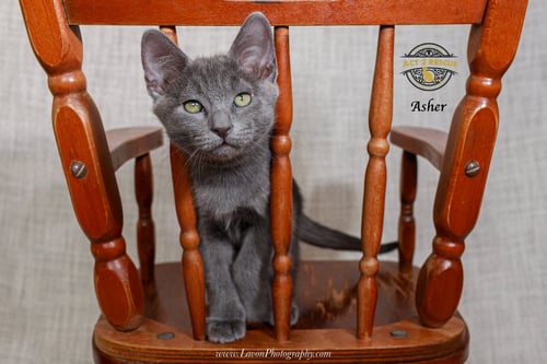 ASHER 3 - Russian Blue / Domestic Short Hair available for adoption