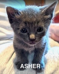Asher 3 - Photo 6