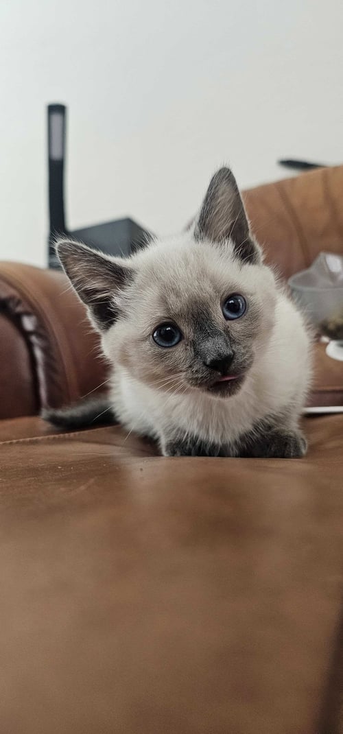 JESSIE 2 - Siamese available for adoption
