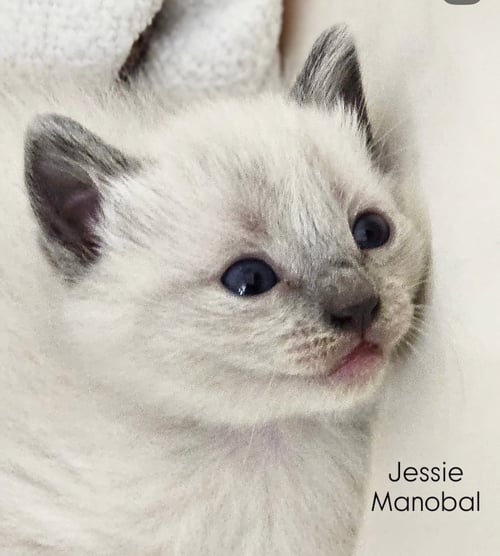JESSIE 2 - Siamese available for adoption