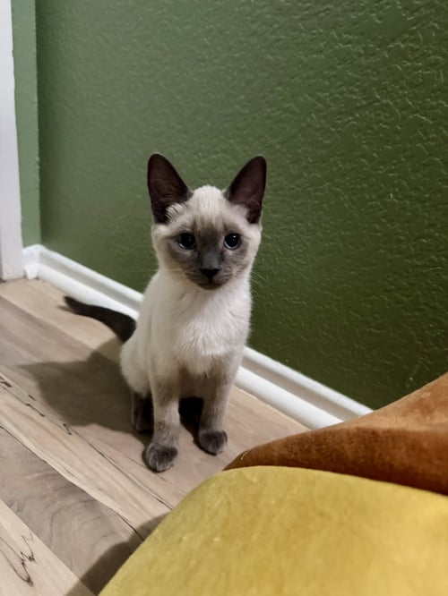 JESSIE 2 - Siamese available for adoption