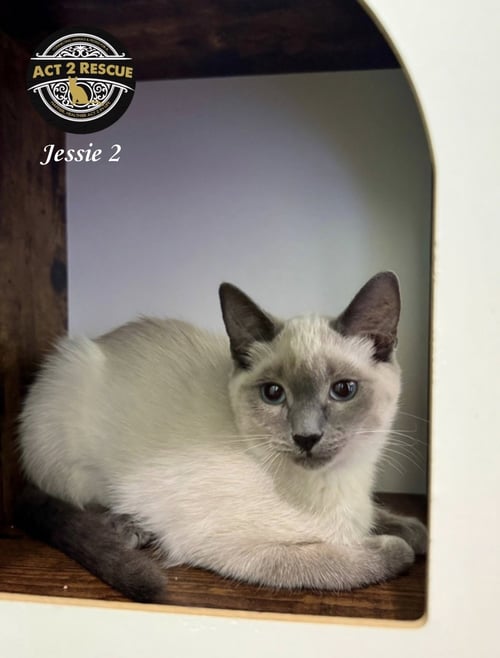 JESSIE 2 - Siamese available for adoption