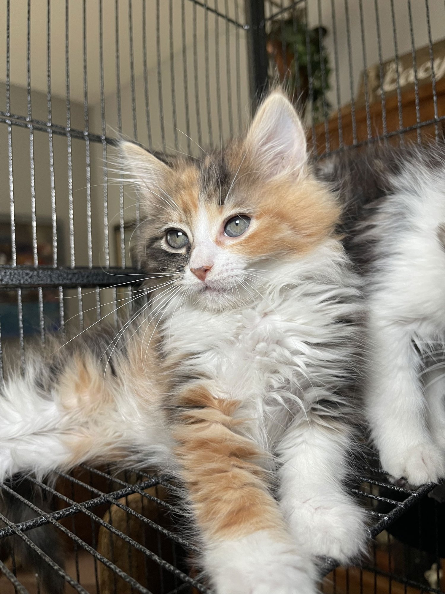 SERAPHINA - Maine Coon / Domestic Long Hair available for adoption