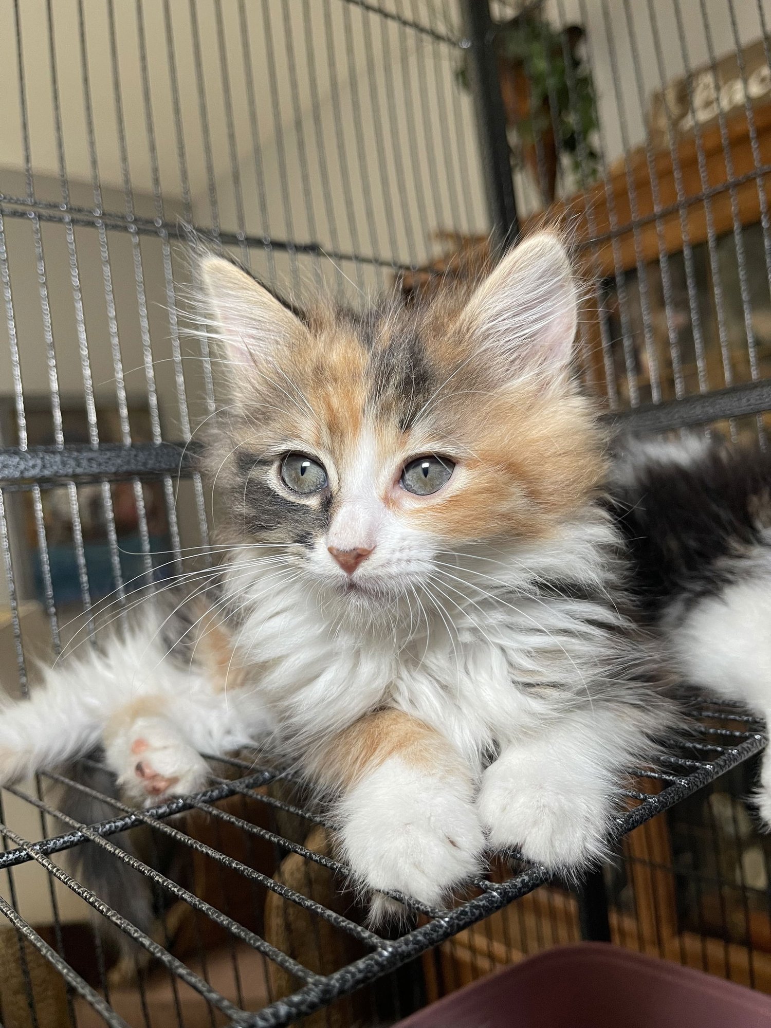 SERAPHINA - Maine Coon / Domestic Long Hair available for adoption