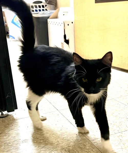 CLEO 4 - Domestic Short Hair available for adoption