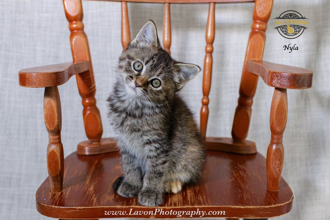 Nyla Image