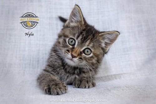 NYLA - Torbie / Domestic Short Hair available for adoption