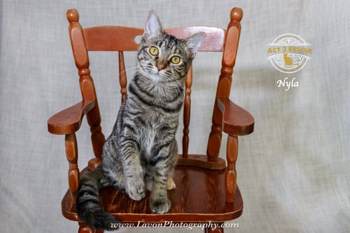 NYLA - Torbie / Domestic Short Hair available for adoption