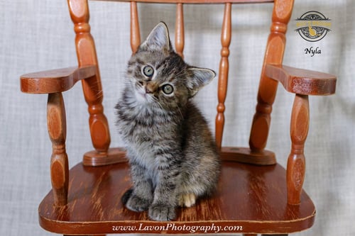 NYLA - Torbie / Domestic Short Hair available for adoption