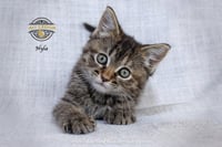 Nyla - Photo 3