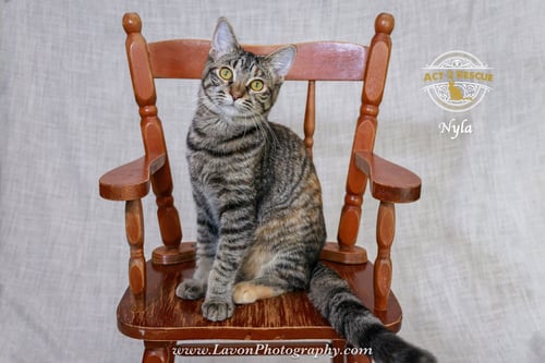 NYLA - Torbie / Domestic Short Hair available for adoption