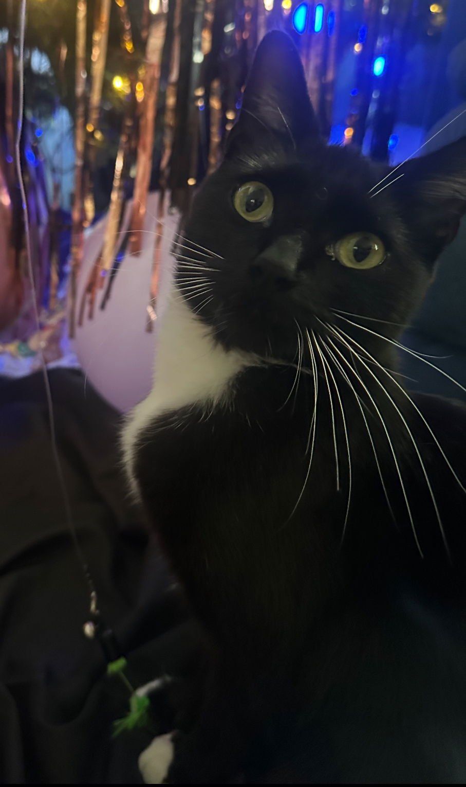 WEDNESDAY 2 - Domestic Short Hair available for adoption