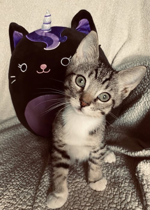 RAGNAR 2 - Domestic Short Hair available for adoption